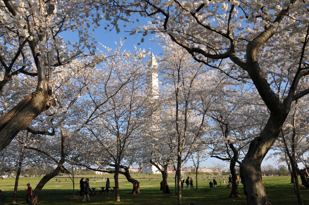 Washington Monument Through the White Blossoms Washington Monument Through the White Blossoms