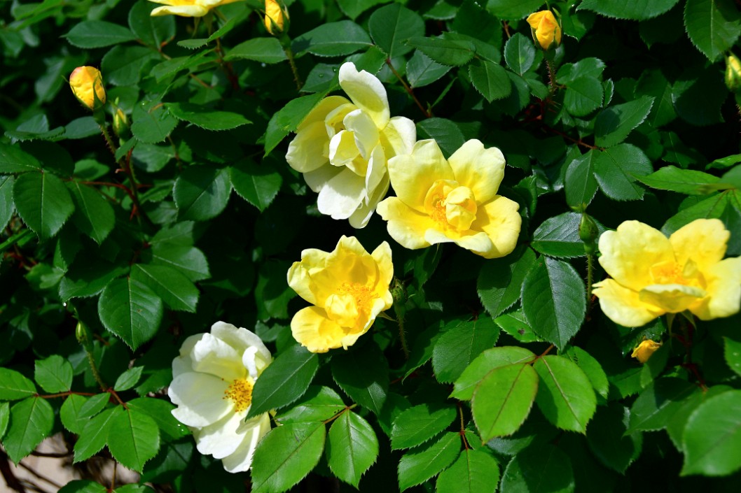 Yellow Shrub Roses