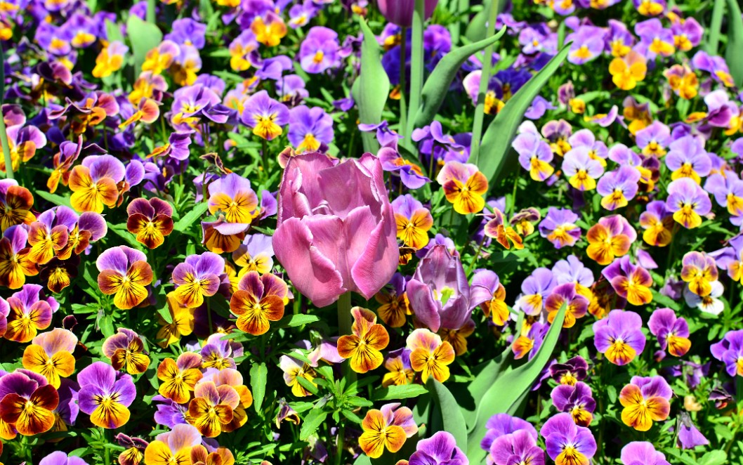 Tulip Among the Colorful Violas Tulip Among the Colorful Violas