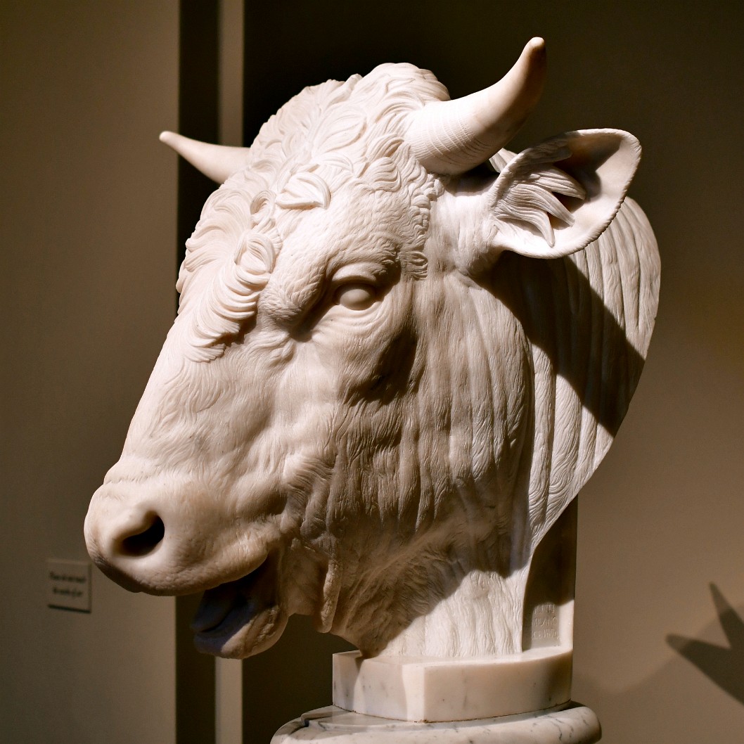 Head of a Bull by Gaetano Monti