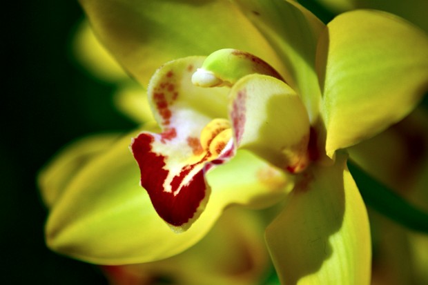 Orchids: Amazing Adaptations