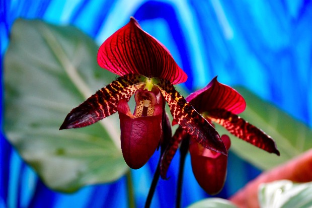 The Future of Orchids