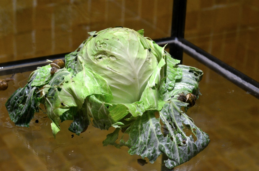 Head of Cabbage Head of Cabbage
