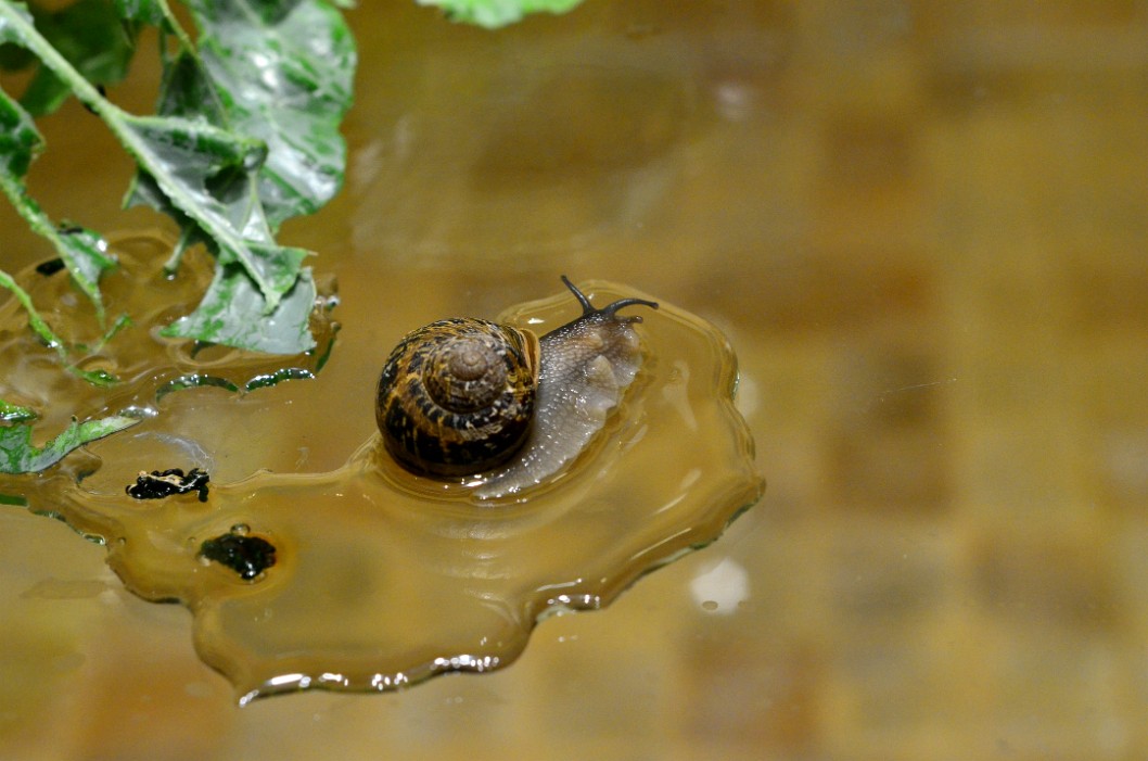 Snail in Liquid Snail in Liquid