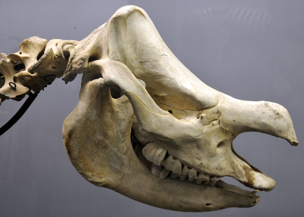 Indian Rhino Skull Indian Rhino Skull
