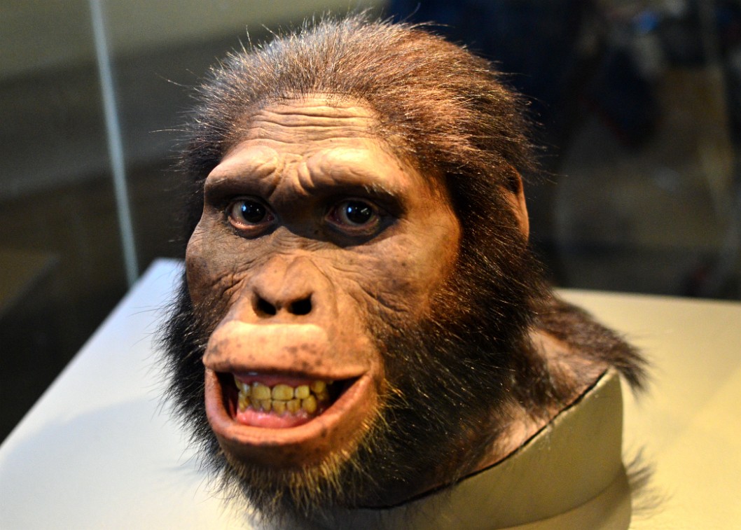 Australopithecus Afarensis Female Australopithecus Afarensis Female