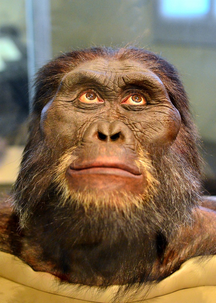 Australopithecus Afarensis Male Looking Up Australopithecus Afarensis Male Looking Up