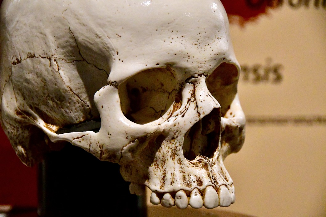 Close View of a Homo Sapiens Skull Cast