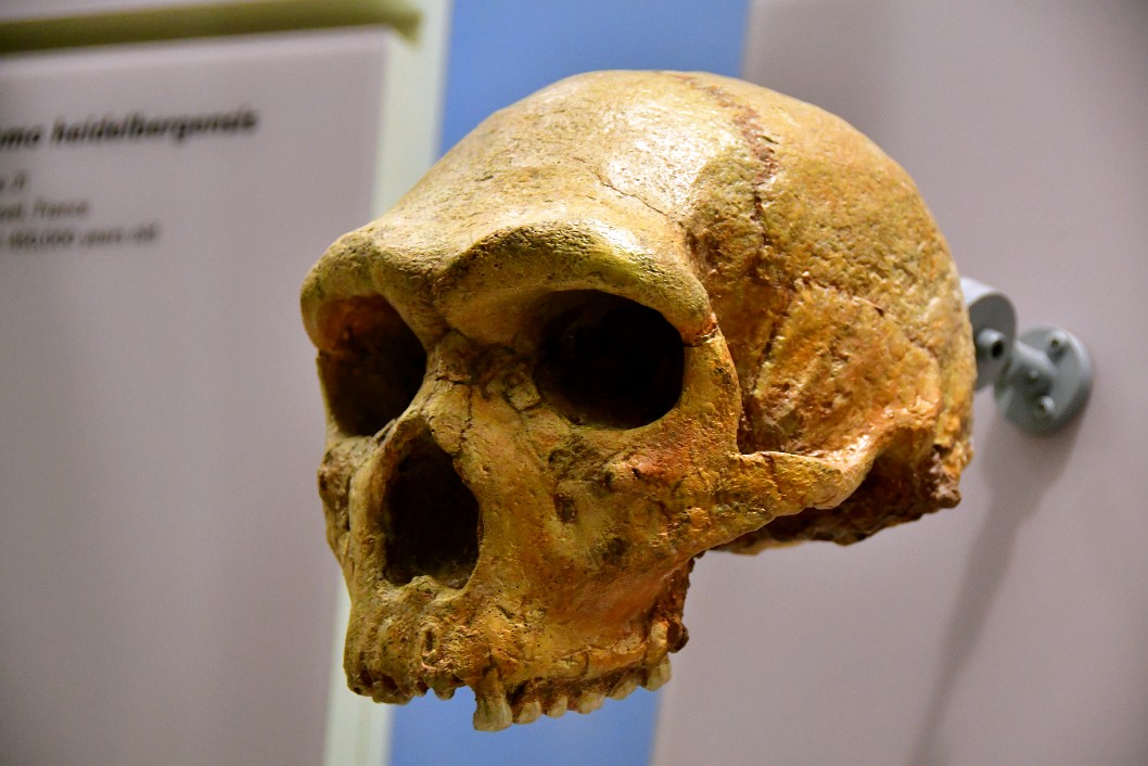 Face of a Homo Heidelbergensis Skull