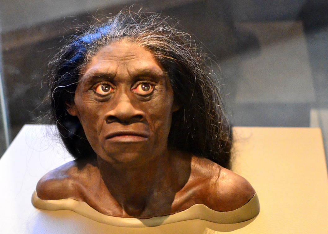 Homo Floresiensis Female Homo Floresiensis Female