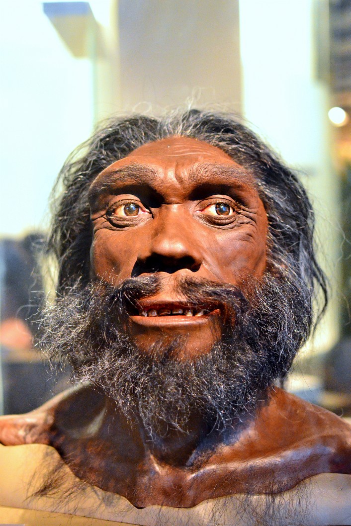 Homo Heidelbergensis Male Homo Heidelbergensis Male