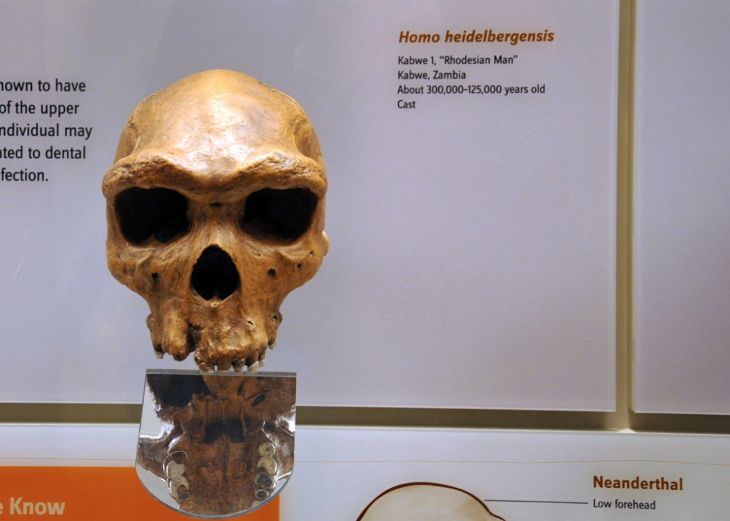 Homo Heidelbergensis Homo Heidelbergensis