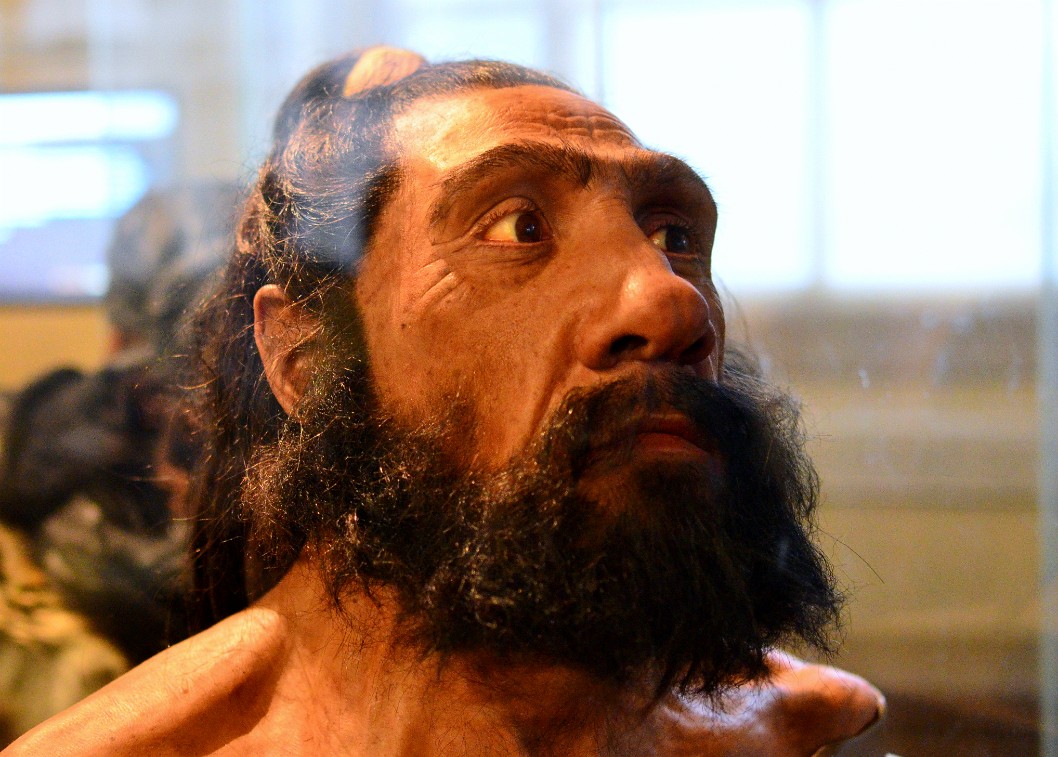 Homo Neanderthalensis Male Homo Neanderthalensis Male