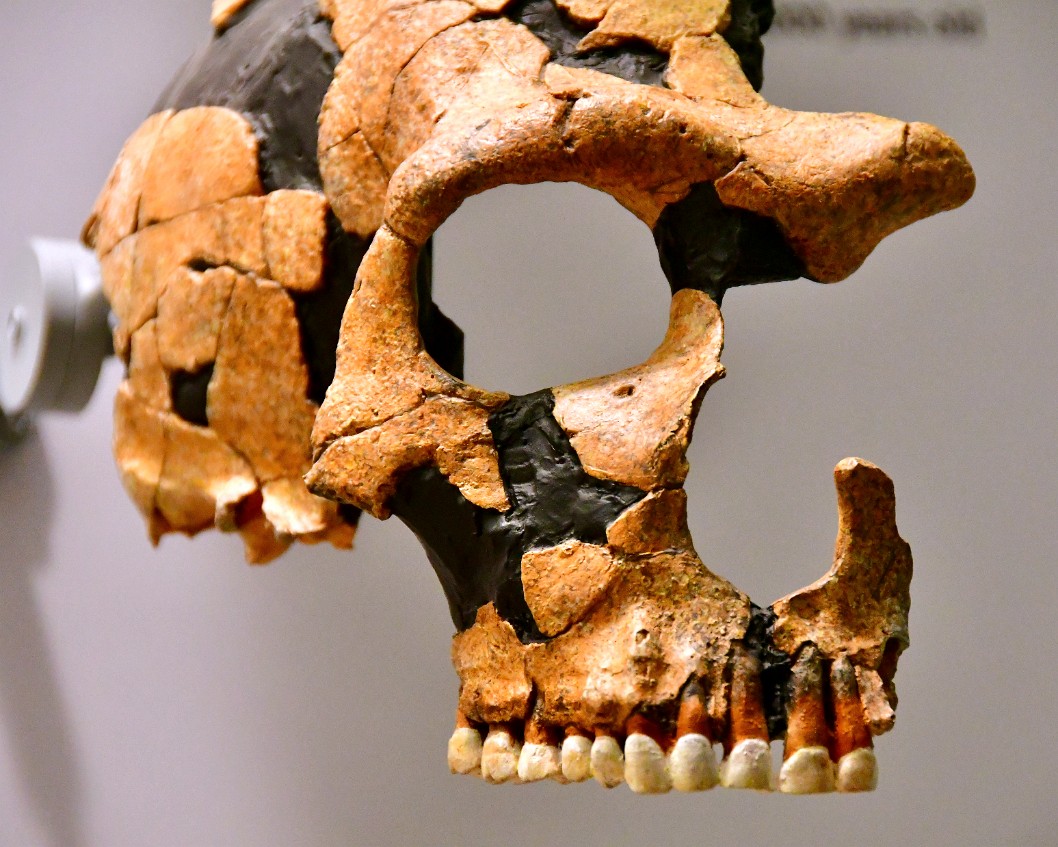 Homo Neanderthalensis Up Close