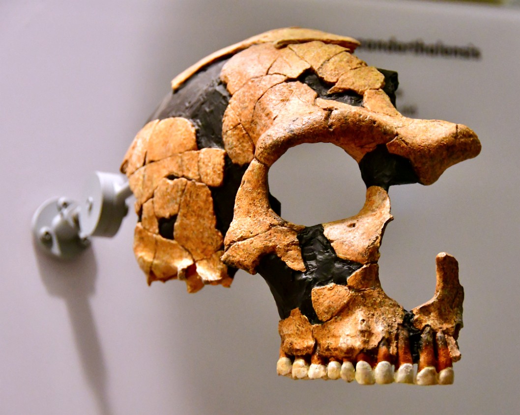 Neanderthalensis in Pieces