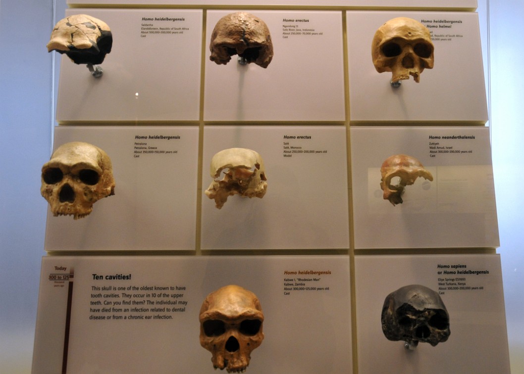 Remains of Early Humans Remains of Early Humans