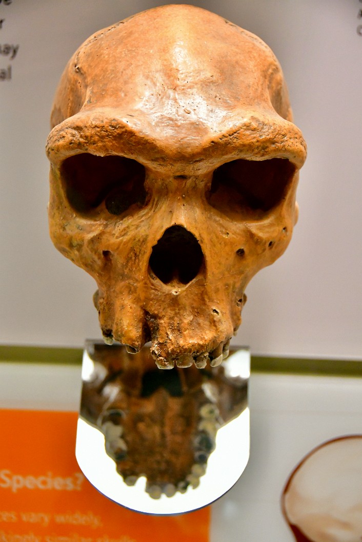 View to the Anicent Cavities in the Homo Heidelbergensis Skull