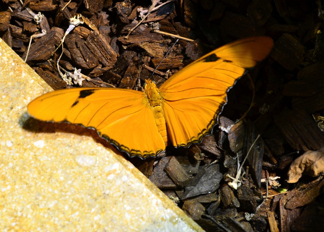 Julia Butterfly With Orange Wings Julia Butterfly With Orange Wings