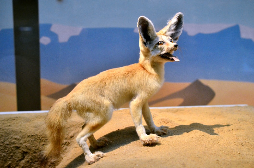 Fennec With Characteristic Giant Ears Fennec With Characteristic Giant Ears