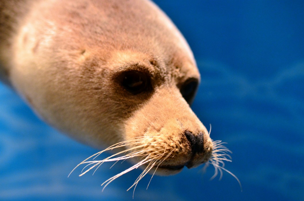 Harp Seal Harp Seal
