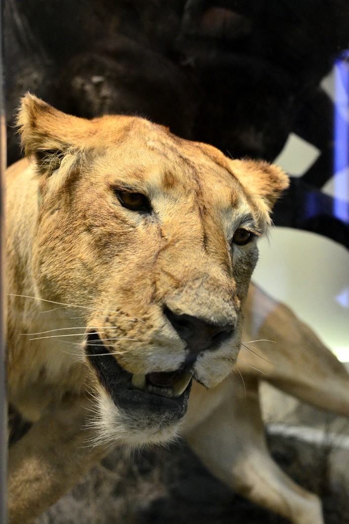Lioness Face Lioness Face