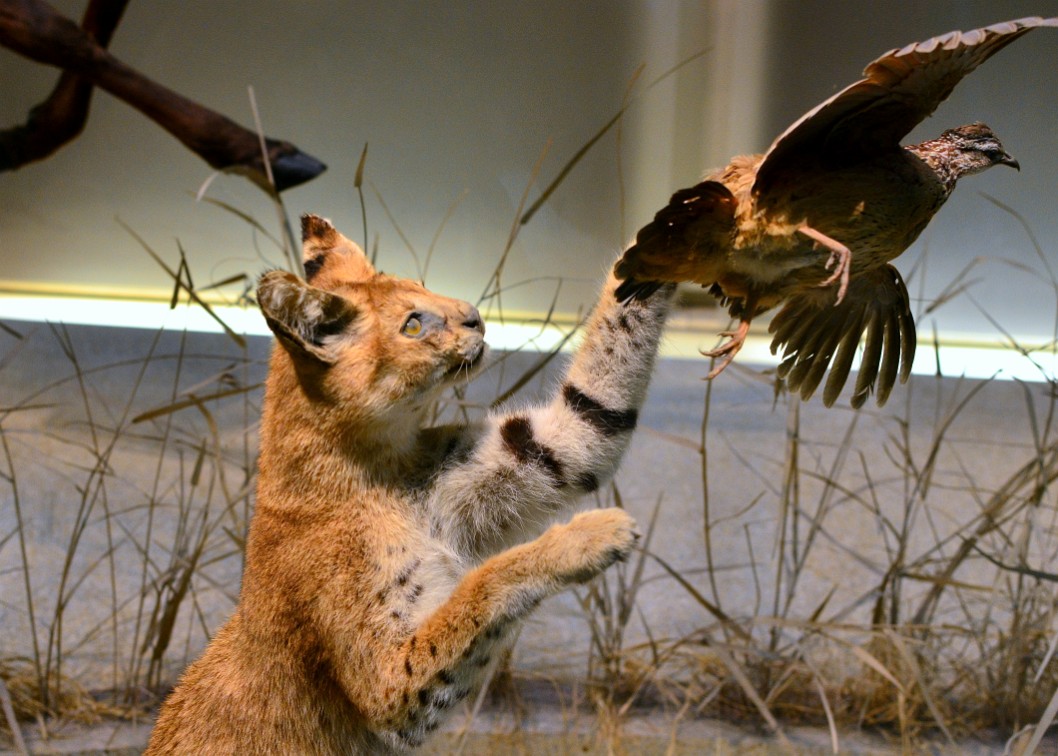 Serval Drawing Down a Bird Serval Drawing Down a Bird