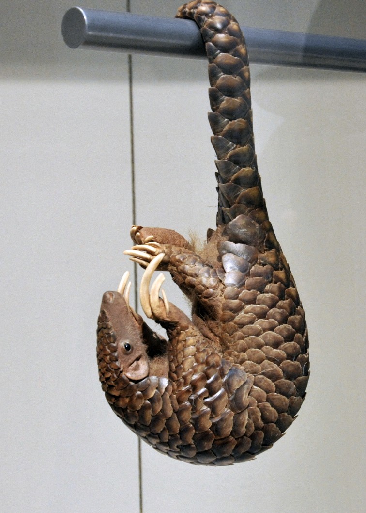 The Well Armored Chinese Pangolin The Well Armored Chinese Pangolin