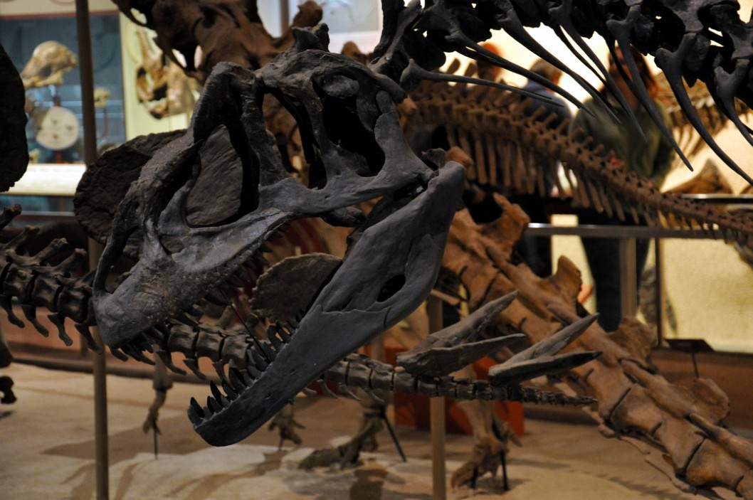 Allosaurus Fragilis Skull Allosaurus Fragilis Skull