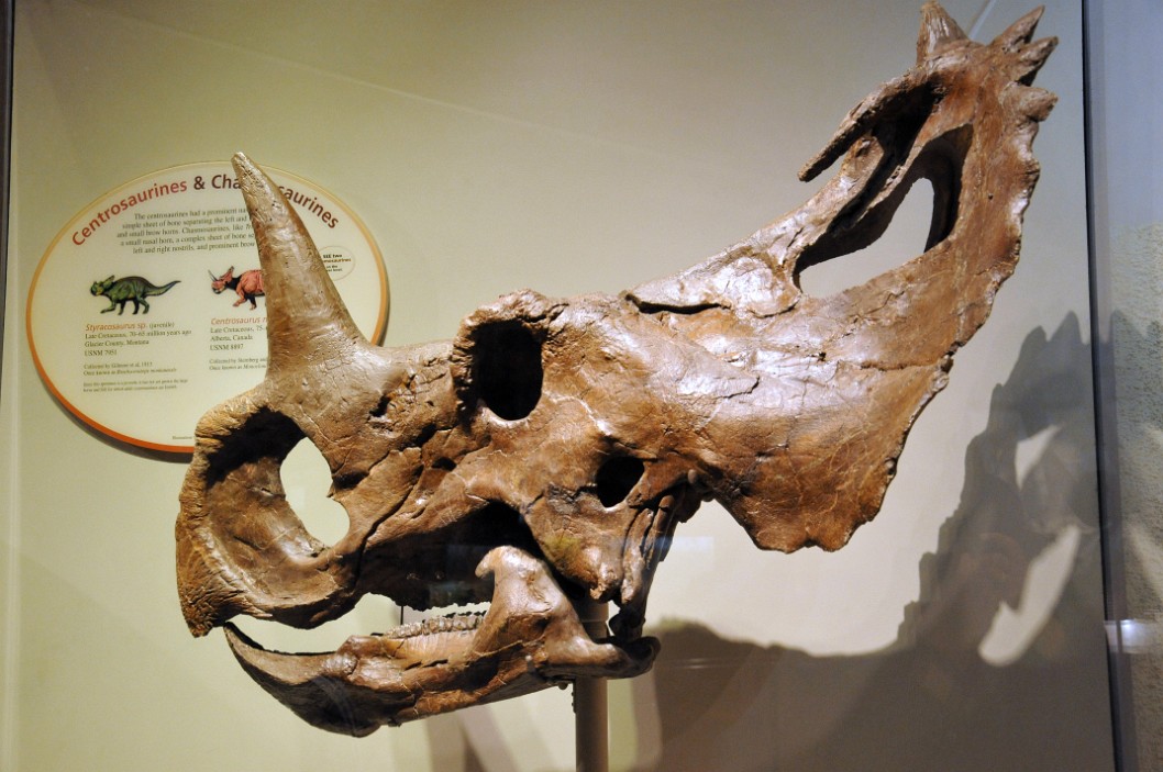 Centosaurus Skull Centosaurus Skull