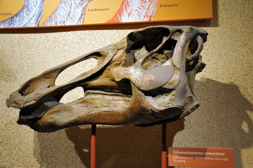 Edmontosaurus Annectens Skull Edmontosaurus Annectens Skull