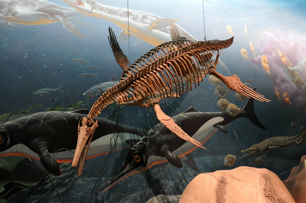 Ichthyosaur Ichthyosaur