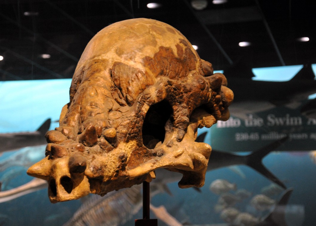 Pachycephalosaurian Skull Pachycephalosaurian Skull