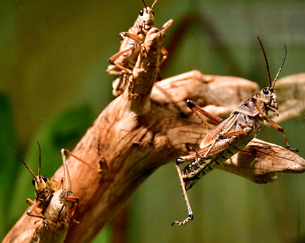Three Eastern Lubber Grasshoppers