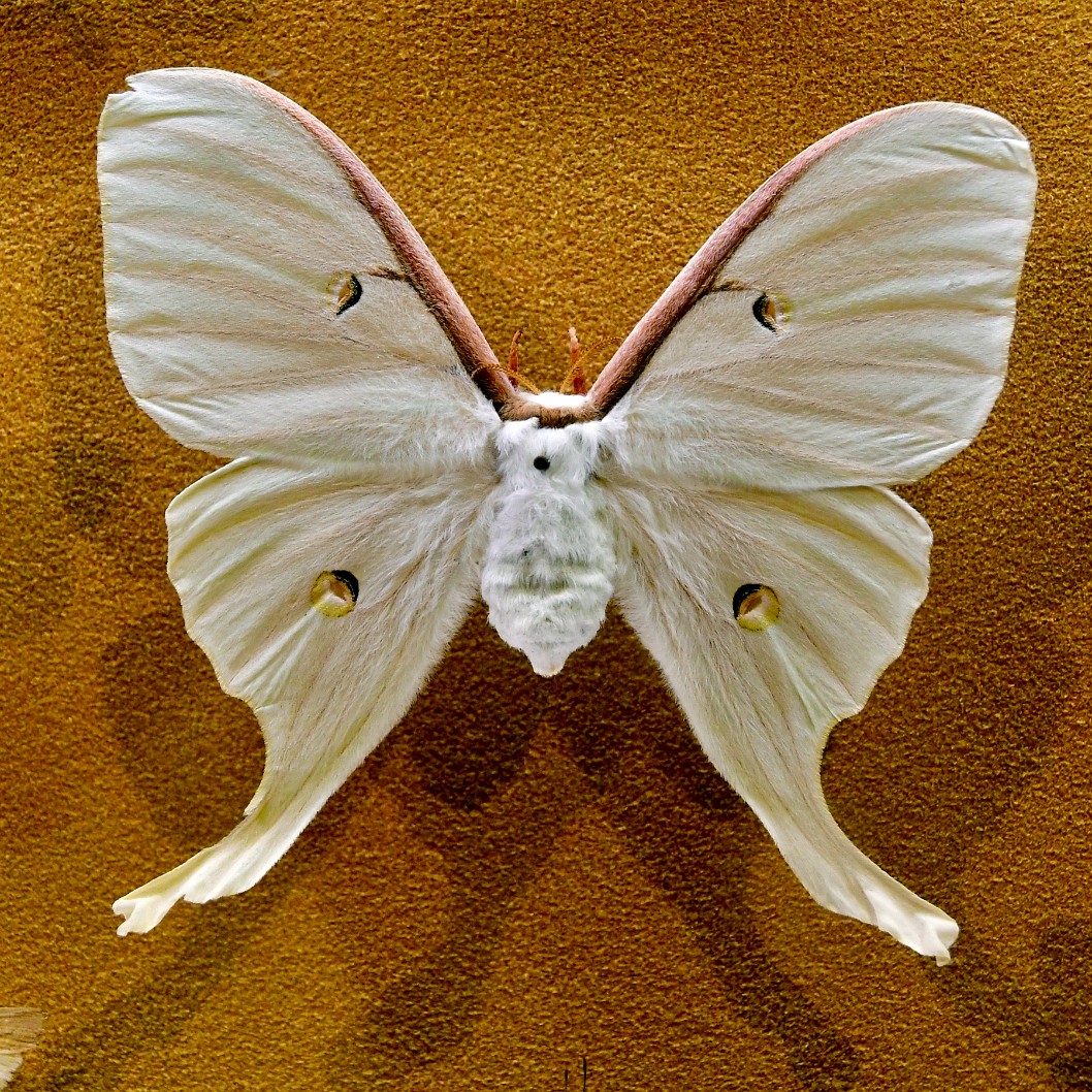 Fuzzy White Moth