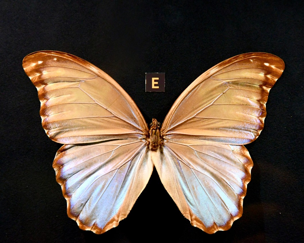 Morpho Menelaus Godarti Butterfly