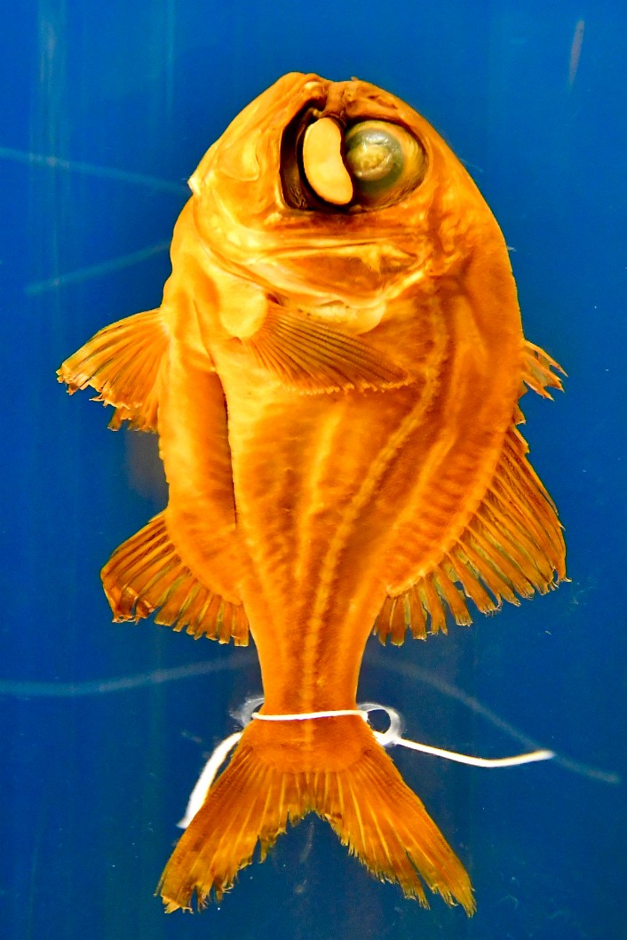 Atlantic Flashlightfish Preserved