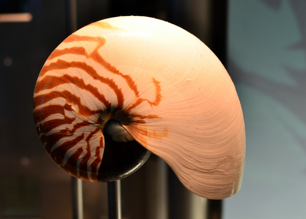 Chambered Nautilus Shell Chambered Nautilus Shell