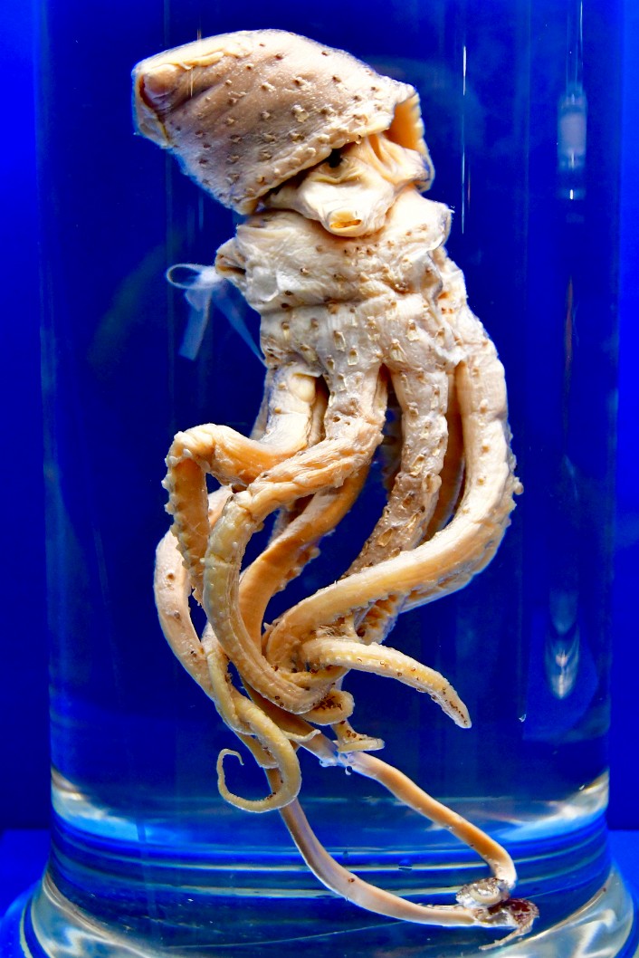 Jewel Squid in Glass