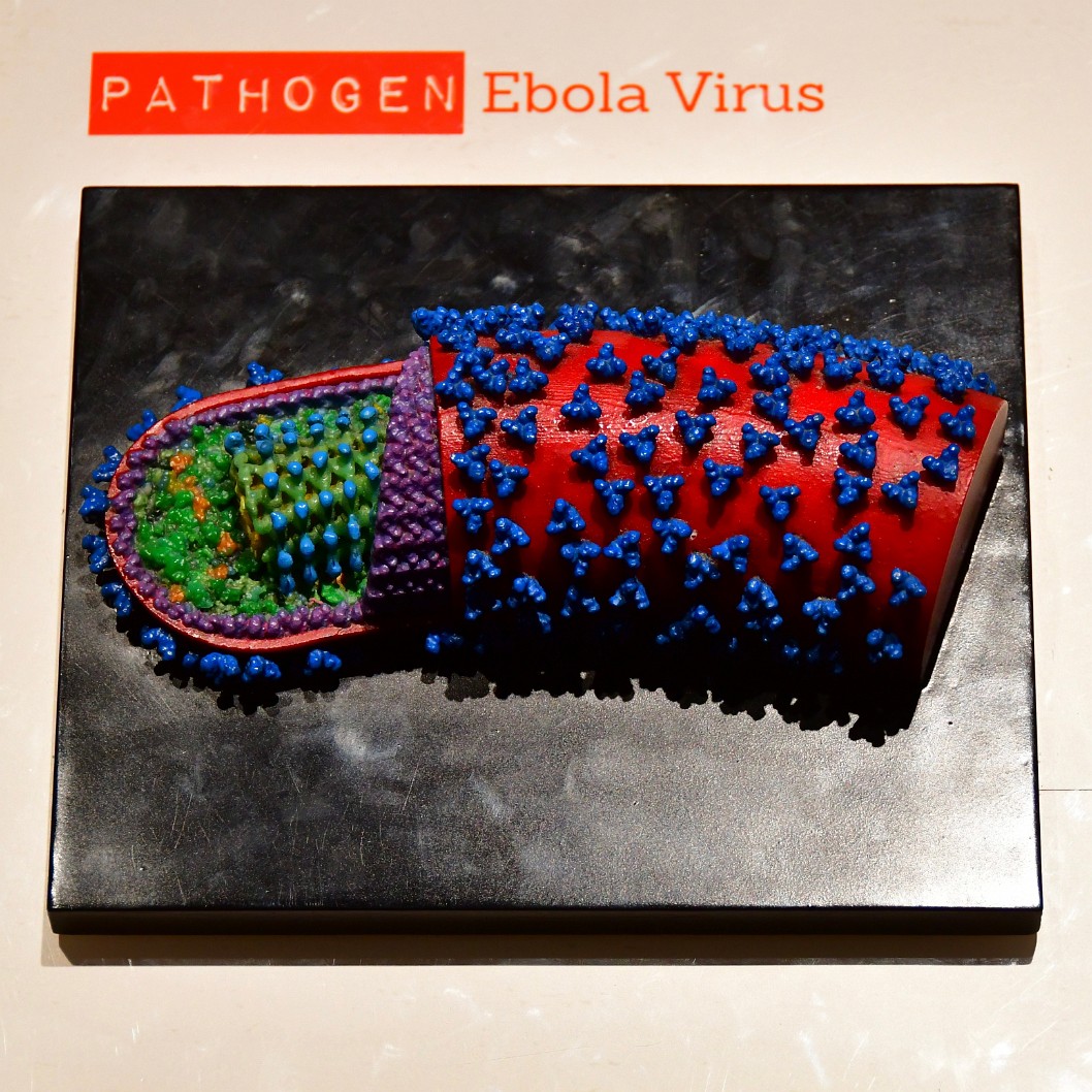 Model of the Ebola Virus