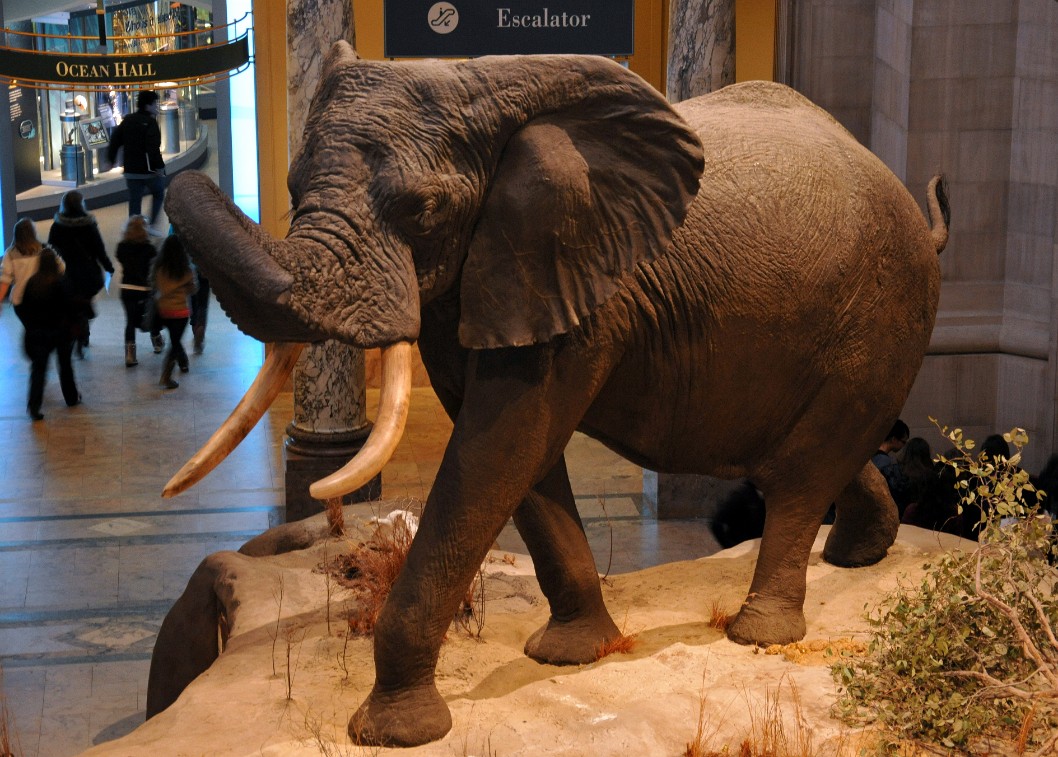 African Elephant Preserved African Elephant Preserved