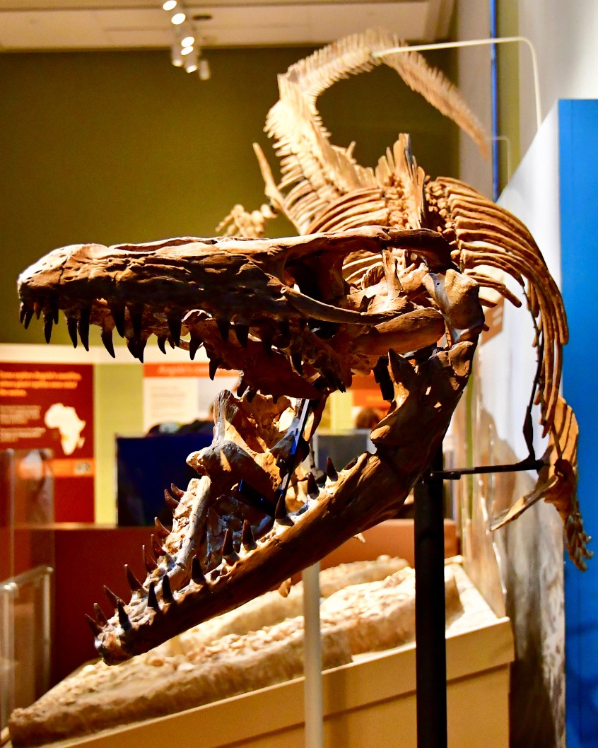 Prognathodon Kianda Mosasaur With Mouth Wide Open