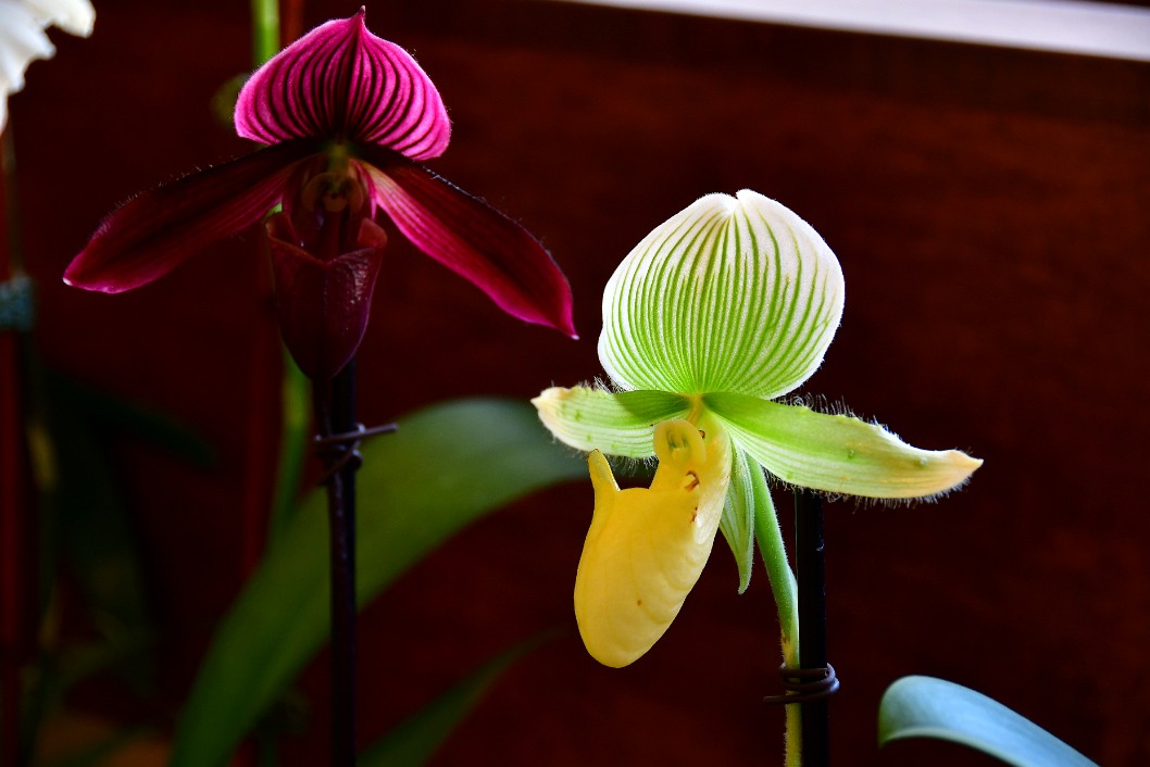 Light Green and Yellow Paph