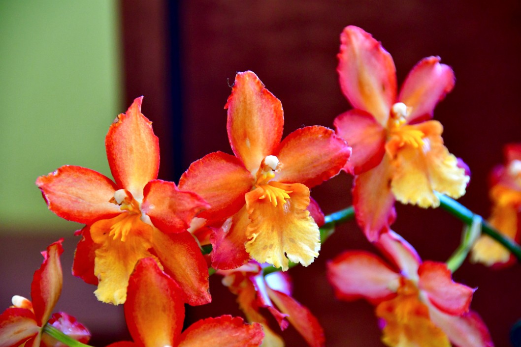 Oncidium Hybrid Orchids in Pink and Orange