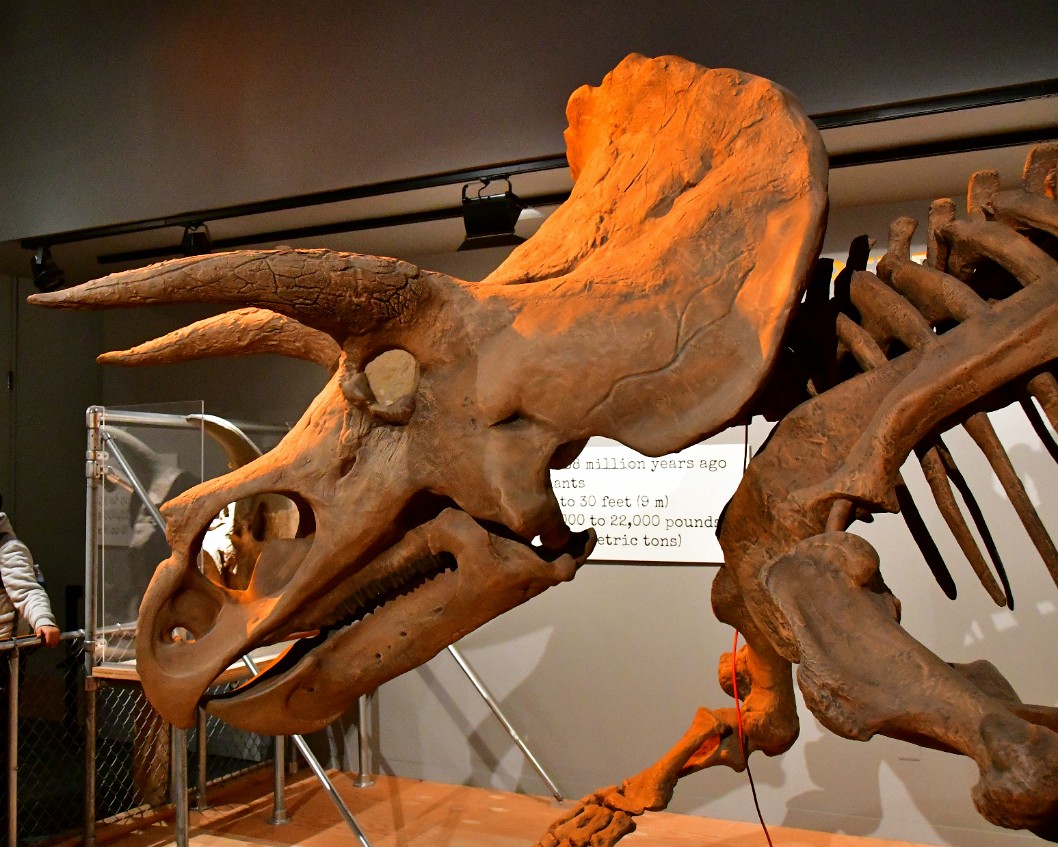 Huge Triceratops Head