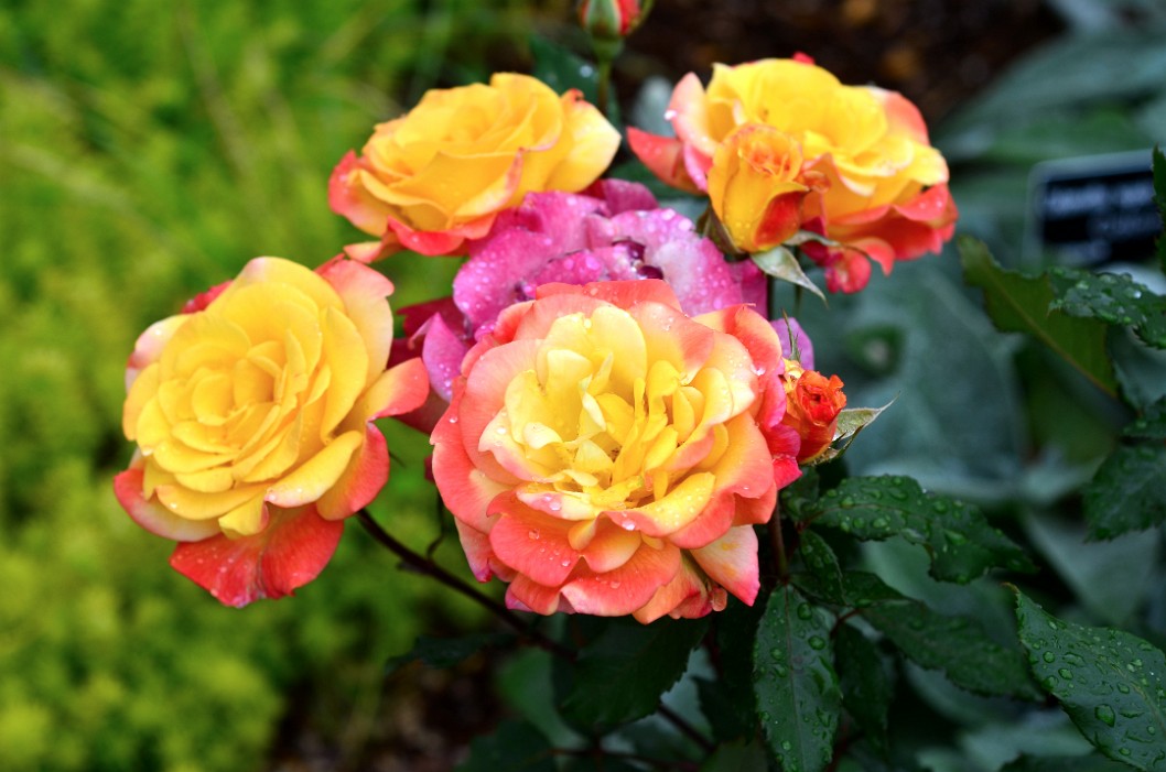 Group of Princess Alice Roses Group of Princess Alice Roses