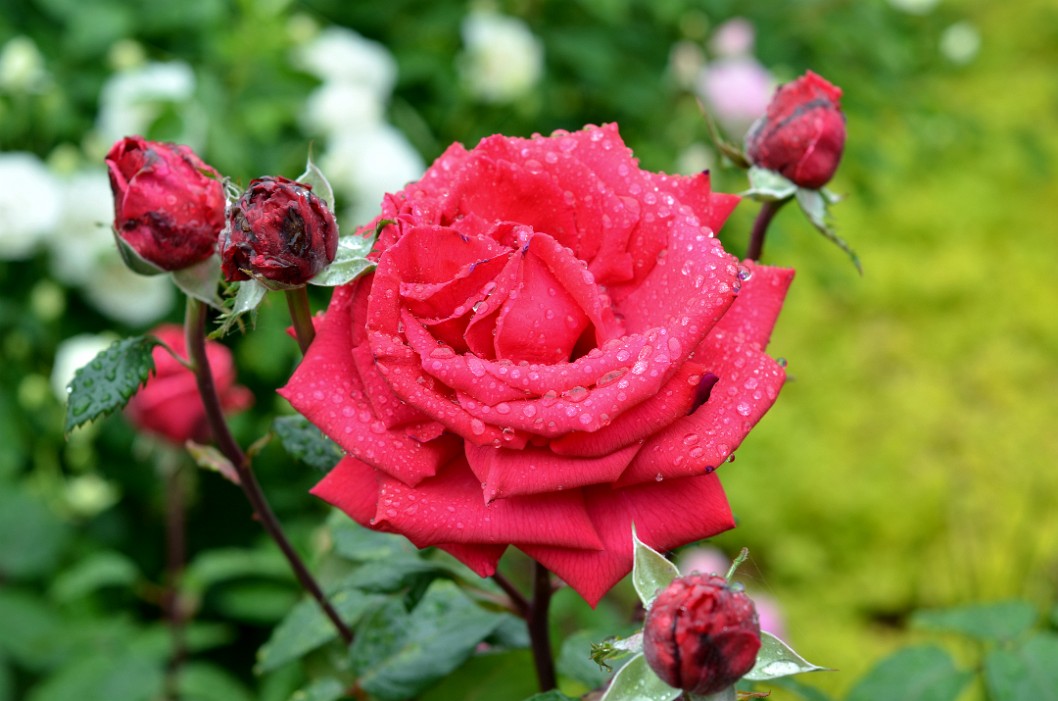 Rose Rhapsody Blooming Rose Rhapsody Blooming