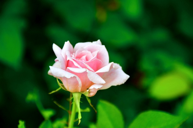 Kathrine Dulin Folger Rose Garden