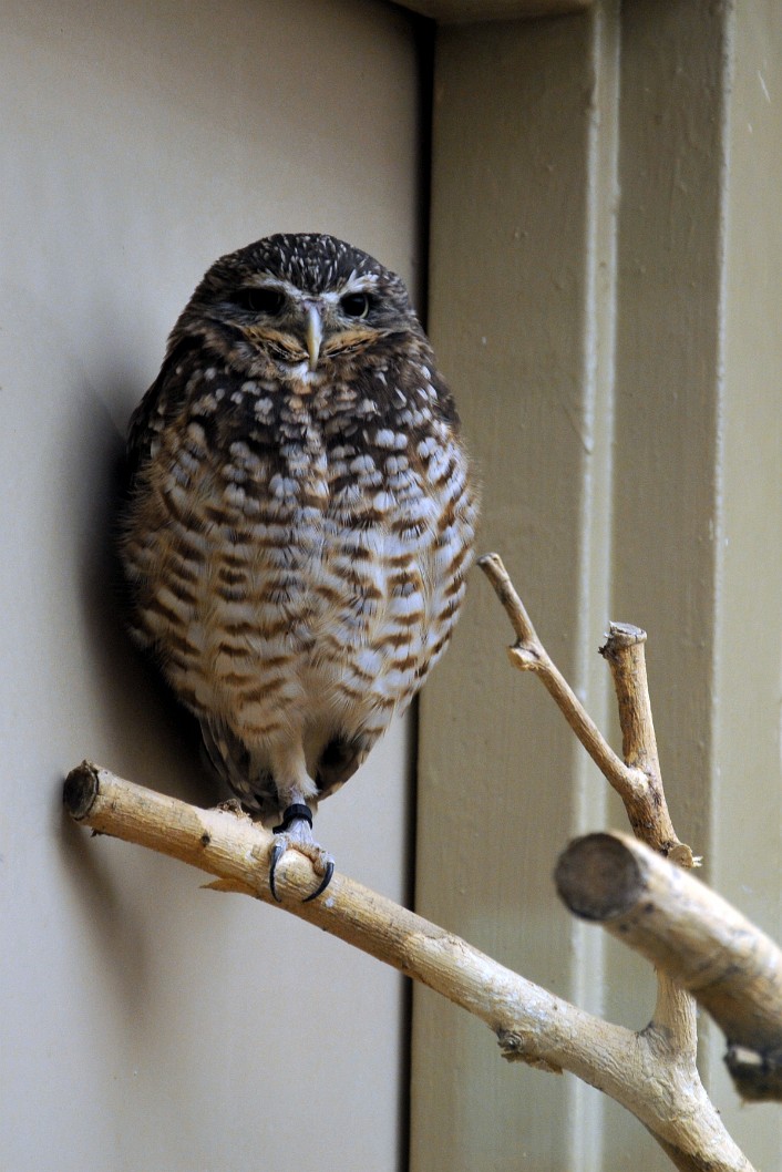 Burrowing Owl Currently Not in a Hole in the Ground Burrowing Owl Currently Not in a Hole in the Ground