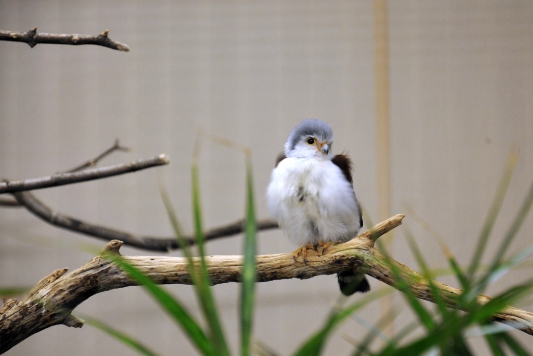 Pygmy Falcon Perched on a Branch Pygmy Falcon Perched on a Branch