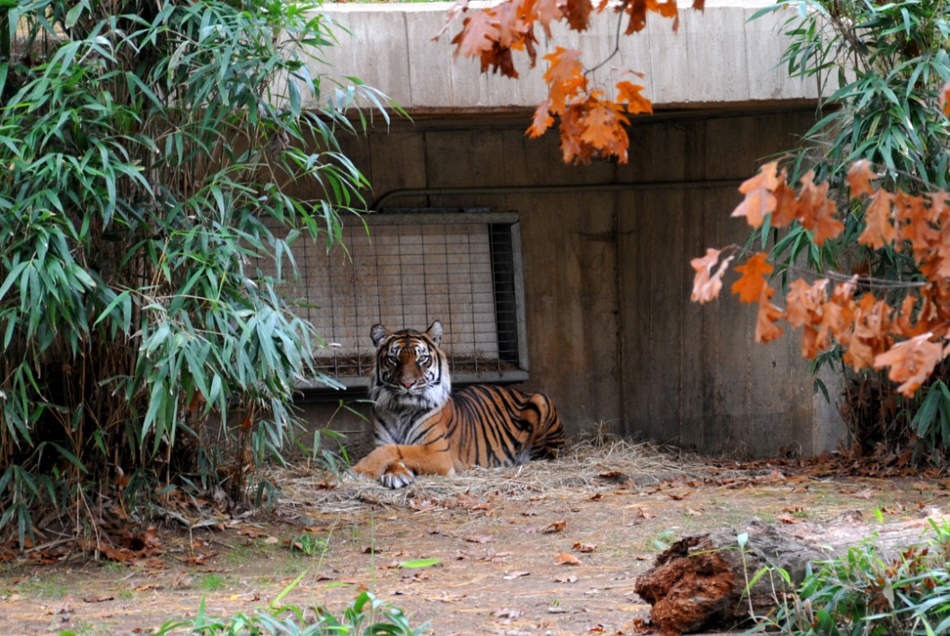 Bengal Tiger at Rest Bengal Tiger at Rest